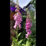 Digitalis.jpg