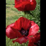 Papaver_orientale07.jpg